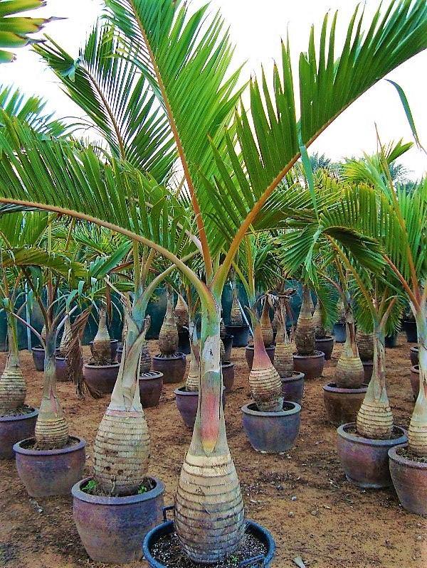 Bottle Palm, Hyophorbe Lagenicaulis - www.FOP.ae Buy online Best and Healthy Plants and quality products guarantee in Dubai Plants Shop in Dubai Abu Dhabi all over UAE Plants near me Fresh Plants in Dubai where to buy plants in UAE - FOP.ae