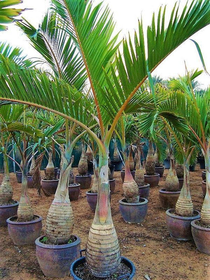 Bottle Palm, Hyophorbe Lagenicaulis - www.FOP.ae Buy online Best and Healthy Plants and quality products guarantee in Dubai Plants Shop in Dubai Abu Dhabi all over UAE Plants near me Fresh Plants in Dubai where to buy plants in UAE - FOP.ae