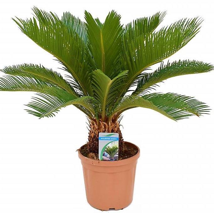 Cycas Revoluta, Sago Palm , Palm Fern, indoor - www.FOP.ae Buy online Best and Healthy Plants and quality products guarantee in Dubai Plants Shop in Dubai Abu Dhabi all over UAE Plants near me Fresh Plants in Dubai where to buy plants in UAE - FOP.ae