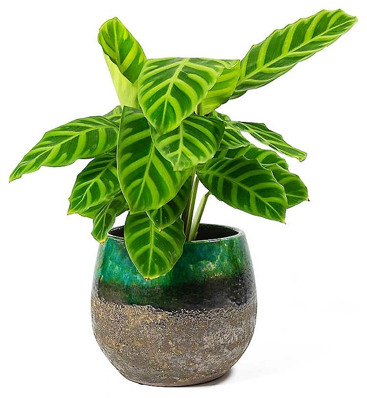 Zebra Plant, Calathea Zebrina - www.FOP.ae Buy online Best and Healthy Plants and quality products guarantee in Dubai Plants Shop in Dubai Abu Dhabi all over UAE Plants near me Fresh Plants in Dubai where to buy plants in UAE - FOP.ae