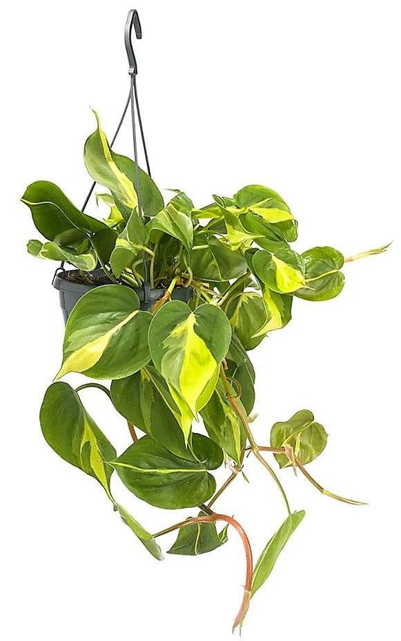 Philodendron Brasil - www.FOP.ae Buy online Best and Healthy Plants and quality products guarantee in Dubai Plants Shop in Dubai Abu Dhabi all over UAE Plants near me Fresh Plants in Dubai where to buy plants in UAE - FOP.ae