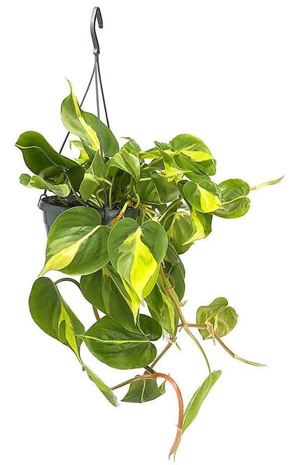 Philodendron Brasil - www.FOP.ae Buy online Best and Healthy Plants and quality products guarantee in Dubai Plants Shop in Dubai Abu Dhabi all over UAE Plants near me Fresh Plants in Dubai where to buy plants in UAE - FOP.ae