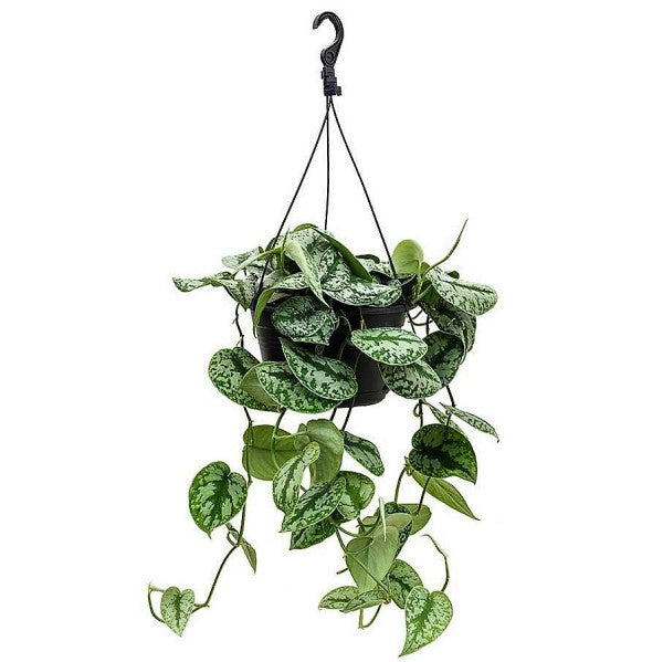 Satin Pothos Hanging - www.FOP.ae Buy online Best and Healthy Plants and quality products guarantee in Dubai Plants Shop in Dubai Abu Dhabi all over UAE Plants near me Fresh Plants in Dubai where to buy plants in UAE - FOP.ae