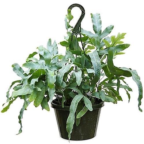 Blue Star Fern, Phlebodium Blue Star - www.FOP.ae Buy online Best and Healthy Plants and quality products guarantee in Dubai Plants Shop in Dubai Abu Dhabi all over UAE Plants near me Fresh Plants in Dubai where to buy plants in UAE - FOP.ae