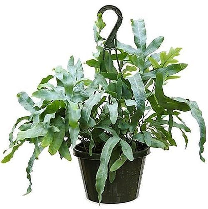 Blue Star Fern, Phlebodium Blue Star - www.FOP.ae Buy online Best and Healthy Plants and quality products guarantee in Dubai Plants Shop in Dubai Abu Dhabi all over UAE Plants near me Fresh Plants in Dubai where to buy plants in UAE - FOP.ae