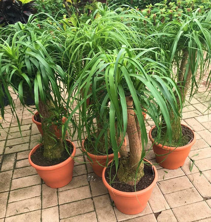 Elephant’s Foot, Beaucarnea Recurvata, Ponytail Palm - www.FOP.ae Buy online Best and Healthy Plants and quality products guarantee in Dubai Plants Shop in Dubai Abu Dhabi all over UAE Plants near me Fresh Plants in Dubai where to buy plants in UAE - FOP.ae