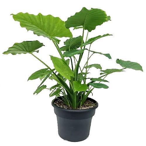 Alocasia California - www.FOP.ae Buy online Best and Healthy Plants and quality products guarantee in Dubai Plants Shop in Dubai Abu Dhabi all over UAE Plants near me Fresh Plants in Dubai where to buy plants in UAE - FOP.ae