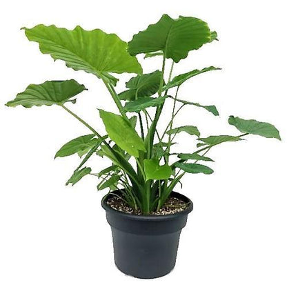 Alocasia California - www.FOP.ae Buy online Best and Healthy Plants and quality products guarantee in Dubai Plants Shop in Dubai Abu Dhabi all over UAE Plants near me Fresh Plants in Dubai where to buy plants in UAE - FOP.ae