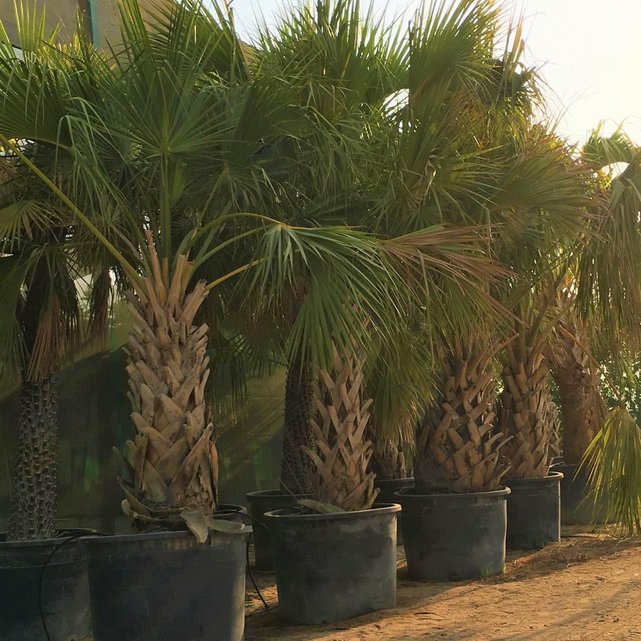 Sabal Palm, Sabal palmetto, Cabbage Palmetto, Carolina Palmetto - www.FOP.ae Buy online Best and Healthy Plants and quality products guarantee in Dubai Plants Shop in Dubai Abu Dhabi all over UAE Plants near me Fresh Plants in Dubai where to buy plants in UAE - FOP.ae