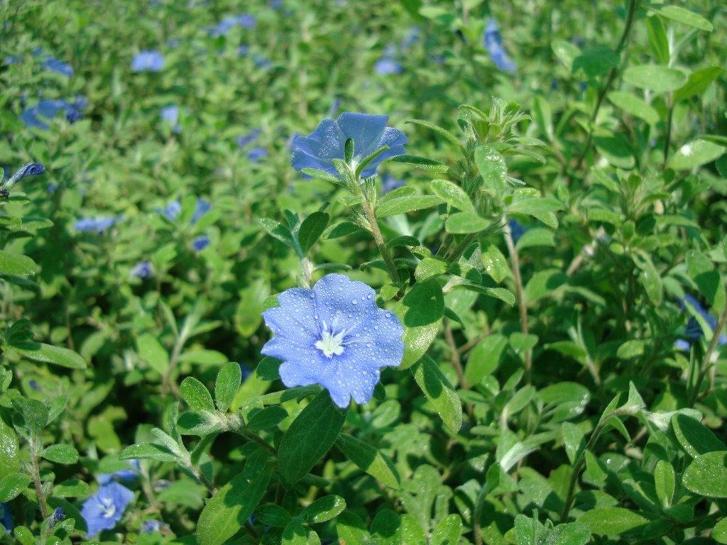 Jacquemontia Pentantha, Sky Blue Cluster Vine - www.FOP.ae Buy online Best and Healthy Plants and quality products guarantee in Dubai Plants Shop in Dubai Abu Dhabi all over UAE Plants near me Fresh Plants in Dubai where to buy plants in UAE - FOP.ae
