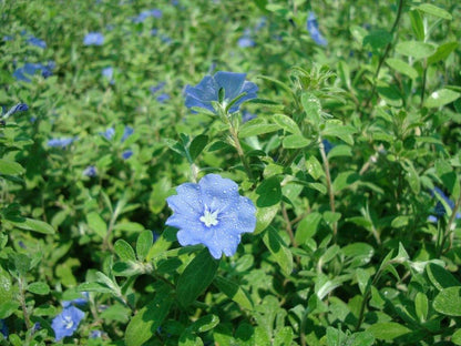 Jacquemontia Pentantha, Sky Blue Cluster Vine - www.FOP.ae Buy online Best and Healthy Plants and quality products guarantee in Dubai Plants Shop in Dubai Abu Dhabi all over UAE Plants near me Fresh Plants in Dubai where to buy plants in UAE - FOP.ae