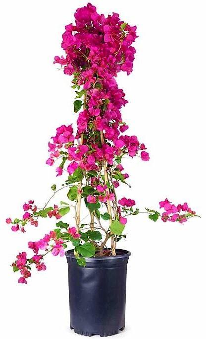 Great Bougainvillea, Bougainvillea Spectabilis - www.FOP.ae Buy online Best and Healthy Plants and quality products guarantee in Dubai Plants Shop in Dubai Abu Dhabi all over UAE Plants near me Fresh Plants in Dubai where to buy plants in UAE - FOP.ae
