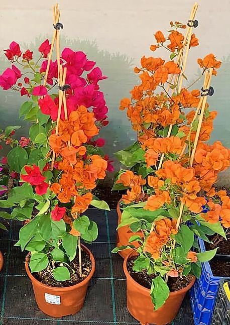 Bougainvillea Spectabilis Orange - www.FOP.ae Buy online Best and Healthy Plants and quality products guarantee in Dubai Plants Shop in Dubai Abu Dhabi all over UAE Plants near me Fresh Plants in Dubai where to buy plants in UAE - FOP.ae