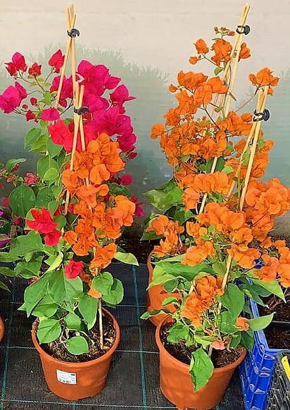 Bougainvillea Spectabilis Orange - www.FOP.ae Buy online Best and Healthy Plants and quality products guarantee in Dubai Plants Shop in Dubai Abu Dhabi all over UAE Plants near me Fresh Plants in Dubai where to buy plants in UAE - FOP.ae