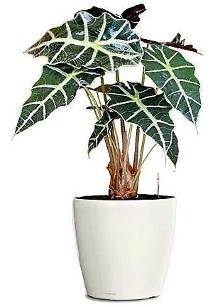 Alocasia Polly ,Elephant Ear, African Shield - www.FOP.ae Buy online Best and Healthy Plants and quality products guarantee in Dubai Plants Shop in Dubai Abu Dhabi all over UAE Plants near me Fresh Plants in Dubai where to buy plants in UAE - FOP.ae