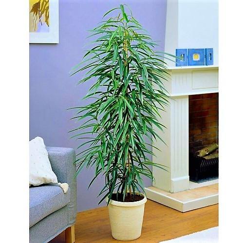 Ficus Amstel Queen - www.FOP.ae Buy online Best and Healthy Plants and quality products guarantee in Dubai Plants Shop in Dubai Abu Dhabi all over UAE Plants near me Fresh Plants in Dubai where to buy plants in UAE - FOP.ae