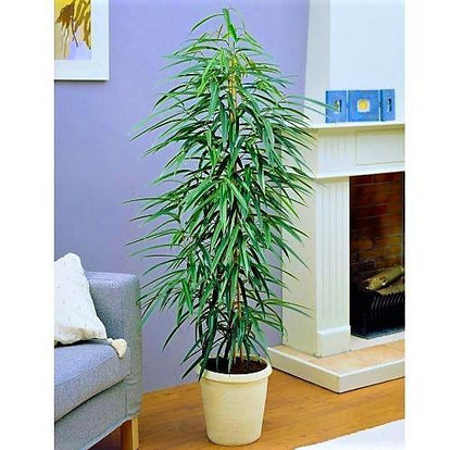 Ficus Amstel Queen - www.FOP.ae Buy online Best and Healthy Plants and quality products guarantee in Dubai Plants Shop in Dubai Abu Dhabi all over UAE Plants near me Fresh Plants in Dubai where to buy plants in UAE - FOP.ae