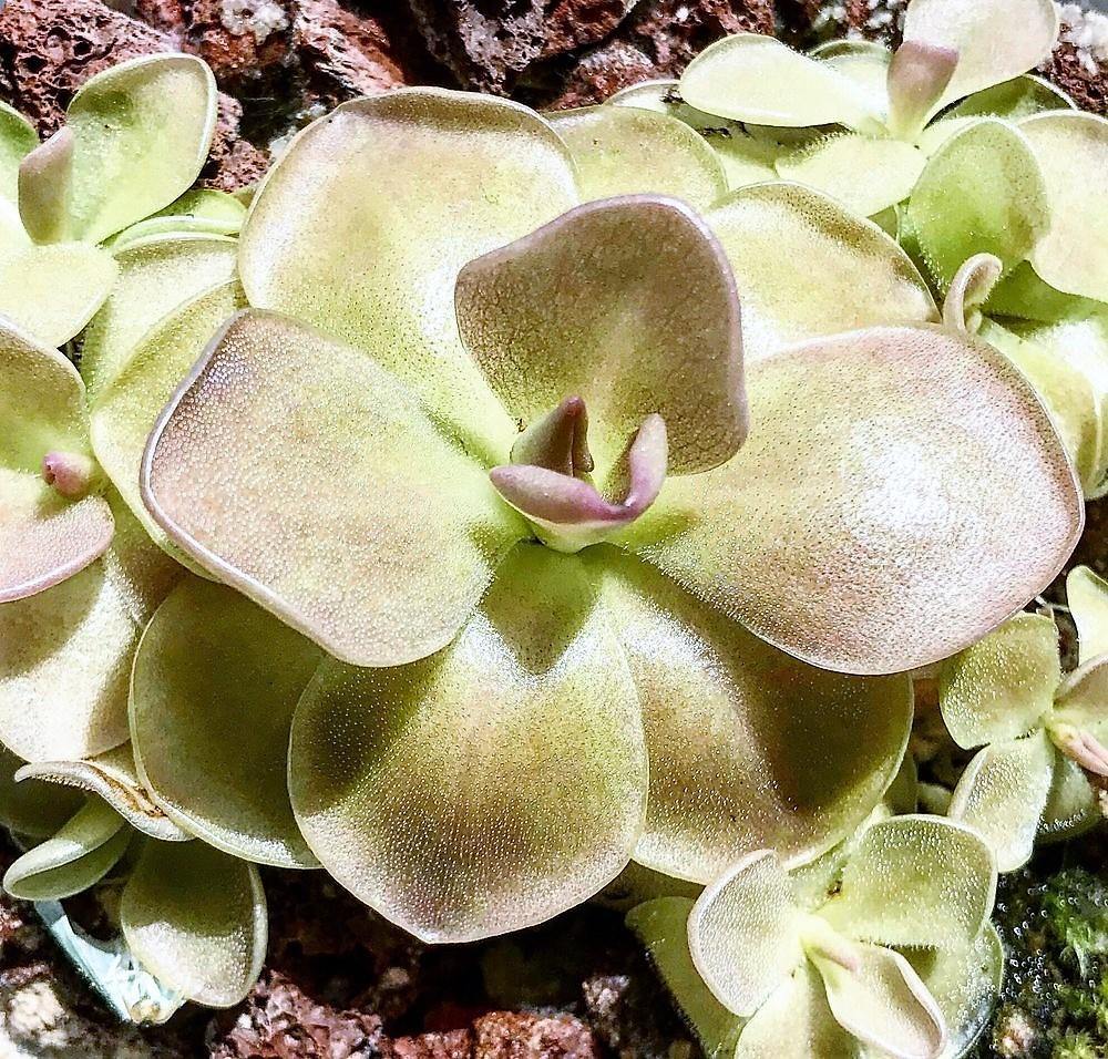 Butterworts , Sarracenia pinguicula - www.FOP.ae Buy online Best and Healthy Plants and quality products guarantee in Dubai Plants Shop in Dubai Abu Dhabi all over UAE Plants near me Fresh Plants in Dubai where to buy plants in UAE - FOP.ae