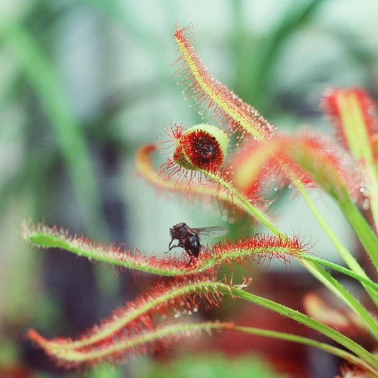 Drosera capensis or Cape Sundew - www.FOP.ae Buy online Best and Healthy Plants and quality products guarantee in Dubai Plants Shop in Dubai Abu Dhabi all over UAE Plants near me Fresh Plants in Dubai where to buy plants in UAE - FOP.ae