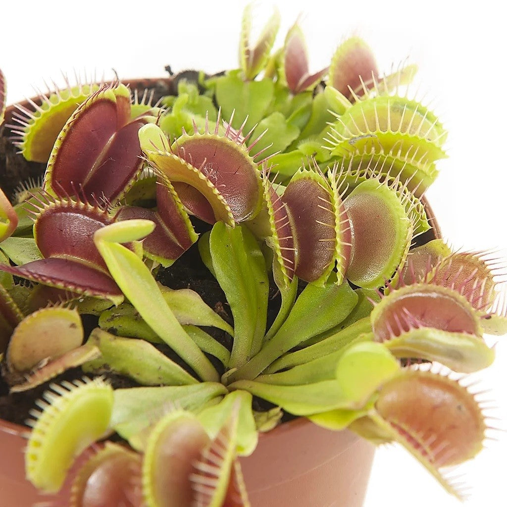 Venus Flytrap , Dionaea Muscipula - www.FOP.ae Buy online Best and Healthy Plants and quality products guarantee in Dubai Plants Shop in Dubai Abu Dhabi all over UAE Plants near me Fresh Plants in Dubai where to buy plants in UAE - FOP.ae