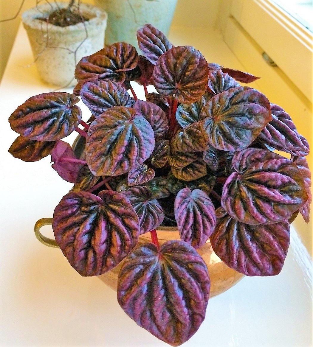 Peperomia Red Luna - www.FOP.ae Buy online Best and Healthy Plants and quality products guarantee in Dubai Plants Shop in Dubai Abu Dhabi all over UAE Plants near me Fresh Plants in Dubai where to buy plants in UAE - FOP.ae