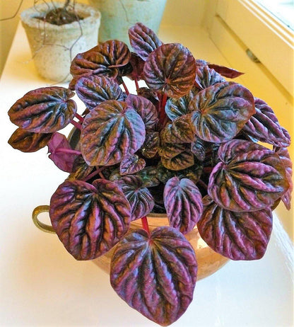 Peperomia Red Luna - www.FOP.ae Buy online Best and Healthy Plants and quality products guarantee in Dubai Plants Shop in Dubai Abu Dhabi all over UAE Plants near me Fresh Plants in Dubai where to buy plants in UAE - FOP.ae