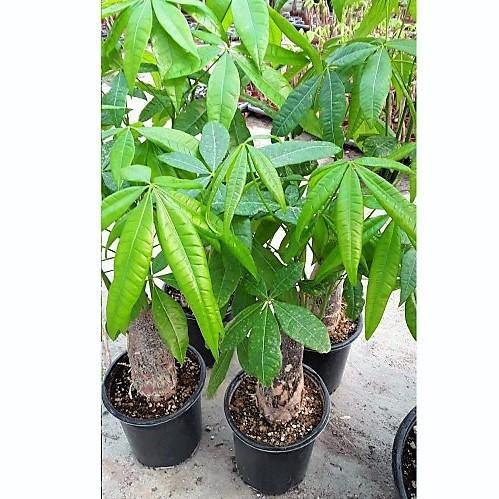 Pachira Aquatica, Money Tree - www.FOP.ae Buy online Best and Healthy Plants and quality products guarantee in Dubai Plants Shop in Dubai Abu Dhabi all over UAE Plants near me Fresh Plants in Dubai where to buy plants in UAE - FOP.ae