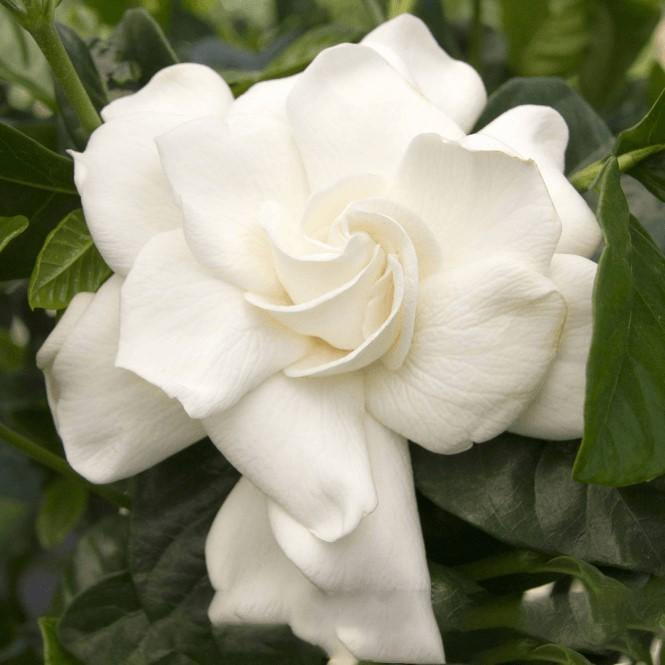 Cape Jasmine, Gardenia Jasminoides, indoor - www.FOP.ae Buy online Best and Healthy Plants and quality products guarantee in Dubai Plants Shop in Dubai Abu Dhabi all over UAE Plants near me Fresh Plants in Dubai where to buy plants in UAE - FOP.ae