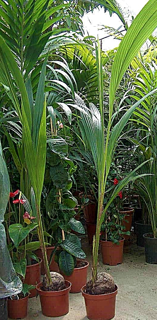 Coconut Palm, Cocos Nucifera - www.FOP.ae Buy online Best and Healthy Plants and quality products guarantee in Dubai Plants Shop in Dubai Abu Dhabi all over UAE Plants near me Fresh Plants in Dubai where to buy plants in UAE - FOP.ae