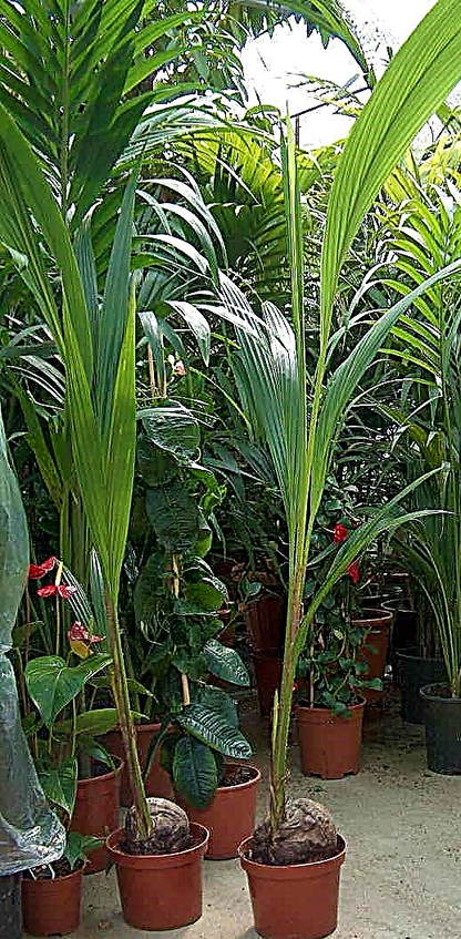 Coconut Palm, Cocos Nucifera - www.FOP.ae Buy online Best and Healthy Plants and quality products guarantee in Dubai Plants Shop in Dubai Abu Dhabi all over UAE Plants near me Fresh Plants in Dubai where to buy plants in UAE - FOP.ae