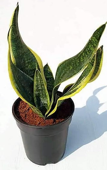 Snake Plant, Sansevieria Trifasciata, Laurentii, indoor - www.FOP.ae Buy online Best and Healthy Plants and quality products guarantee in Dubai Plants Shop in Dubai Abu Dhabi all over UAE Plants near me Fresh Plants in Dubai where to buy plants in UAE - FOP.ae