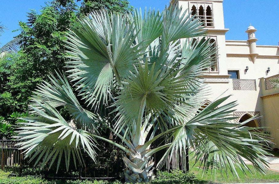 Bismark Palm, Bismarckia Nobilis - www.FOP.ae Buy online Best and Healthy Plants and quality products guarantee in Dubai Plants Shop in Dubai Abu Dhabi all over UAE Plants near me Fresh Plants in Dubai where to buy plants in UAE - FOP.ae