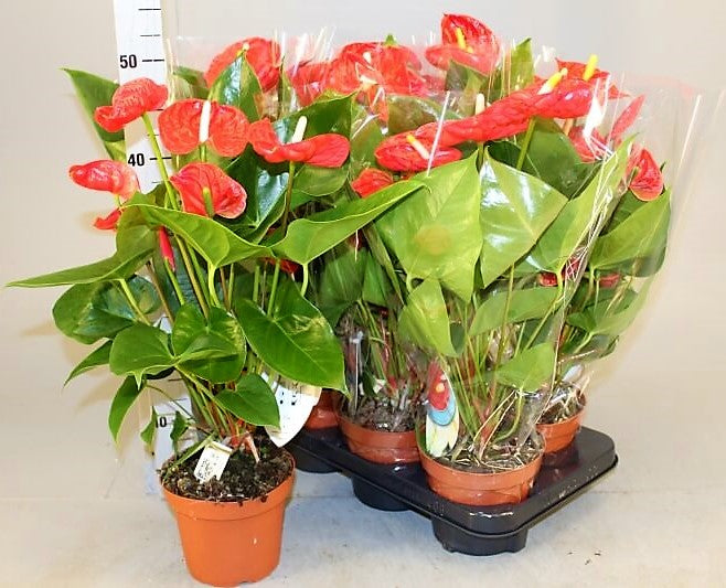 The Flamingo Flower, Anthurium, Andreanum - www.FOP.ae Buy online Best and Healthy Plants and quality products guarantee in Dubai Plants Shop in Dubai Abu Dhabi all over UAE Plants near me Fresh Plants in Dubai where to buy plants in UAE - FOP.ae