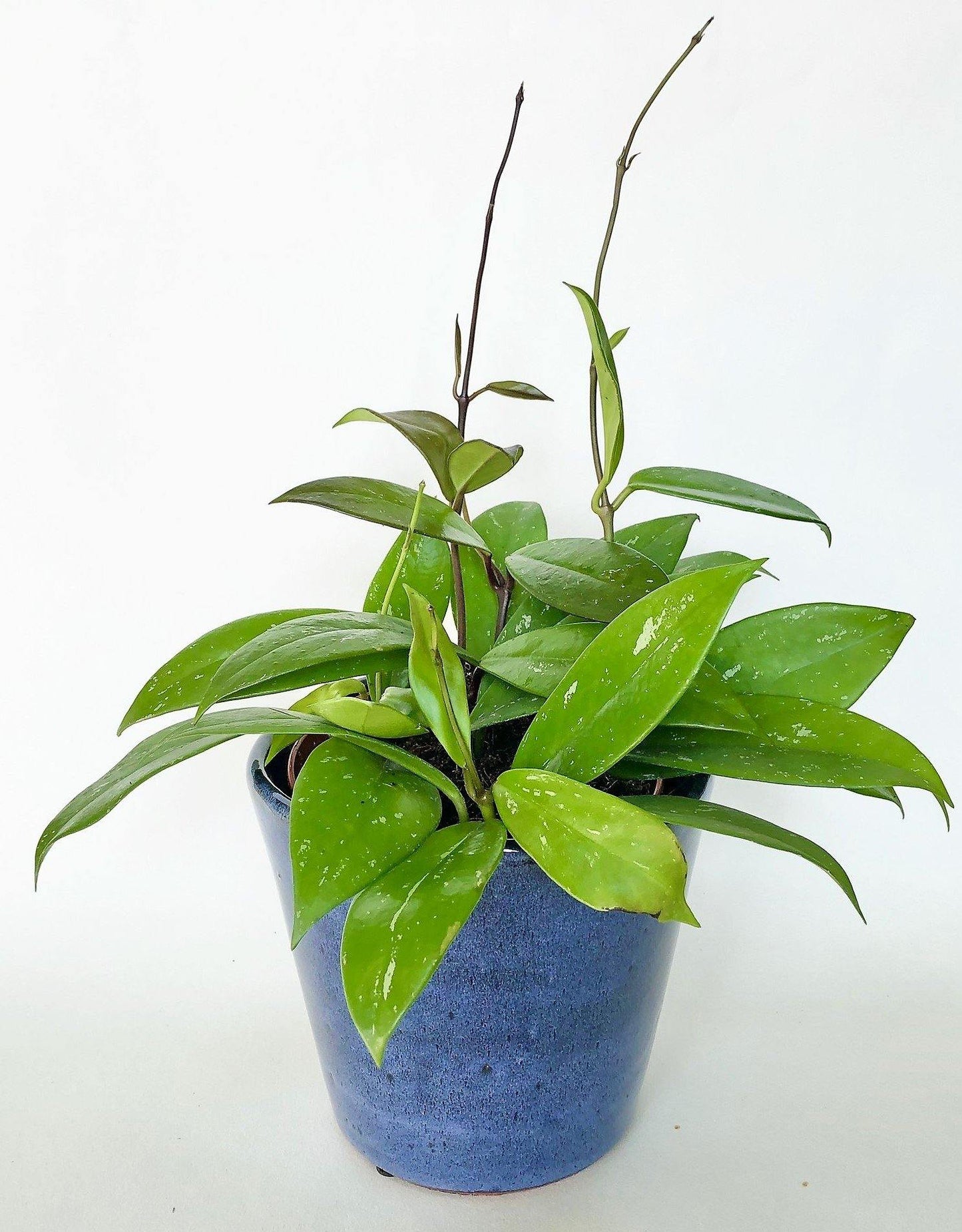 Hoya Publicalyx - www.FOP.ae Buy online Best and Healthy Plants and quality products guarantee in Dubai Plants Shop in Dubai Abu Dhabi all over UAE Plants near me Fresh Plants in Dubai where to buy plants in UAE - FOP.ae