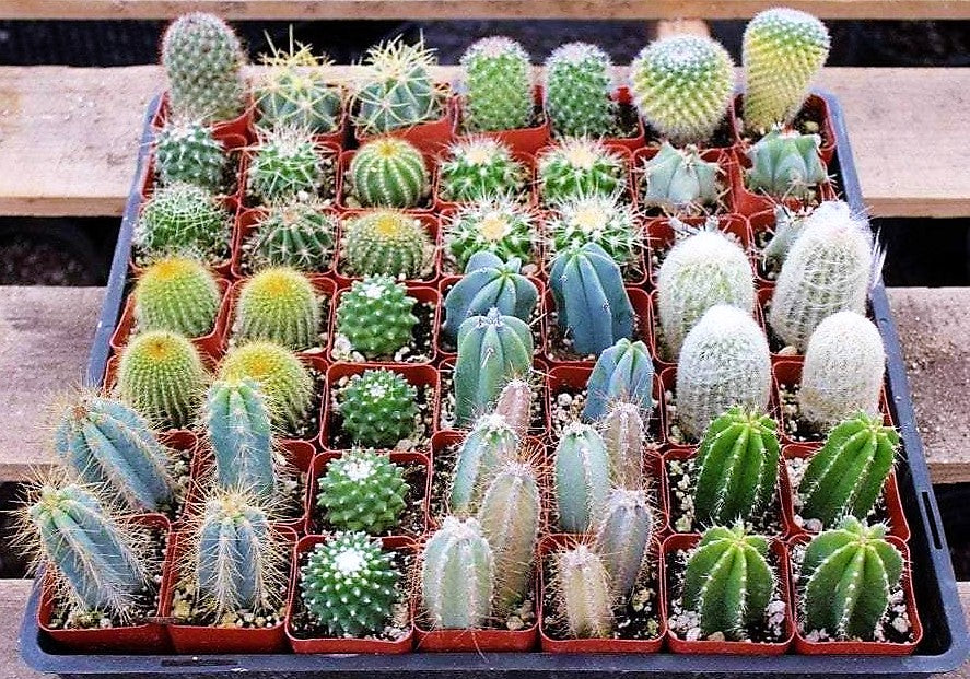 Ornamental Cactus Small - www.FOP.ae Buy online Best and Healthy Plants and quality products guarantee in Dubai Plants Shop in Dubai Abu Dhabi all over UAE Plants near me Fresh Plants in Dubai where to buy plants in UAE - FOP.ae