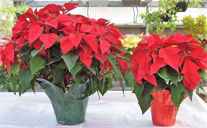 Euphorbia Pulcherrima (Titan Red), Poinsettia - www.FOP.ae Buy online Best and Healthy Plants and quality products guarantee in Dubai Plants Shop in Dubai Abu Dhabi all over UAE Plants near me Fresh Plants in Dubai where to buy plants in UAE - FOP.ae