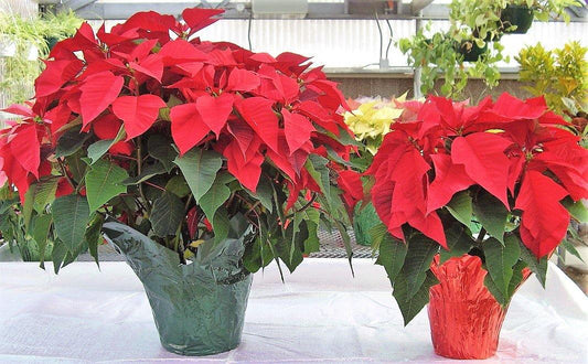 Euphorbia Pulcherrima (Titan Red), Poinsettia - www.FOP.ae Buy online Best and Healthy Plants and quality products guarantee in Dubai Plants Shop in Dubai Abu Dhabi all over UAE Plants near me Fresh Plants in Dubai where to buy plants in UAE - FOP.ae