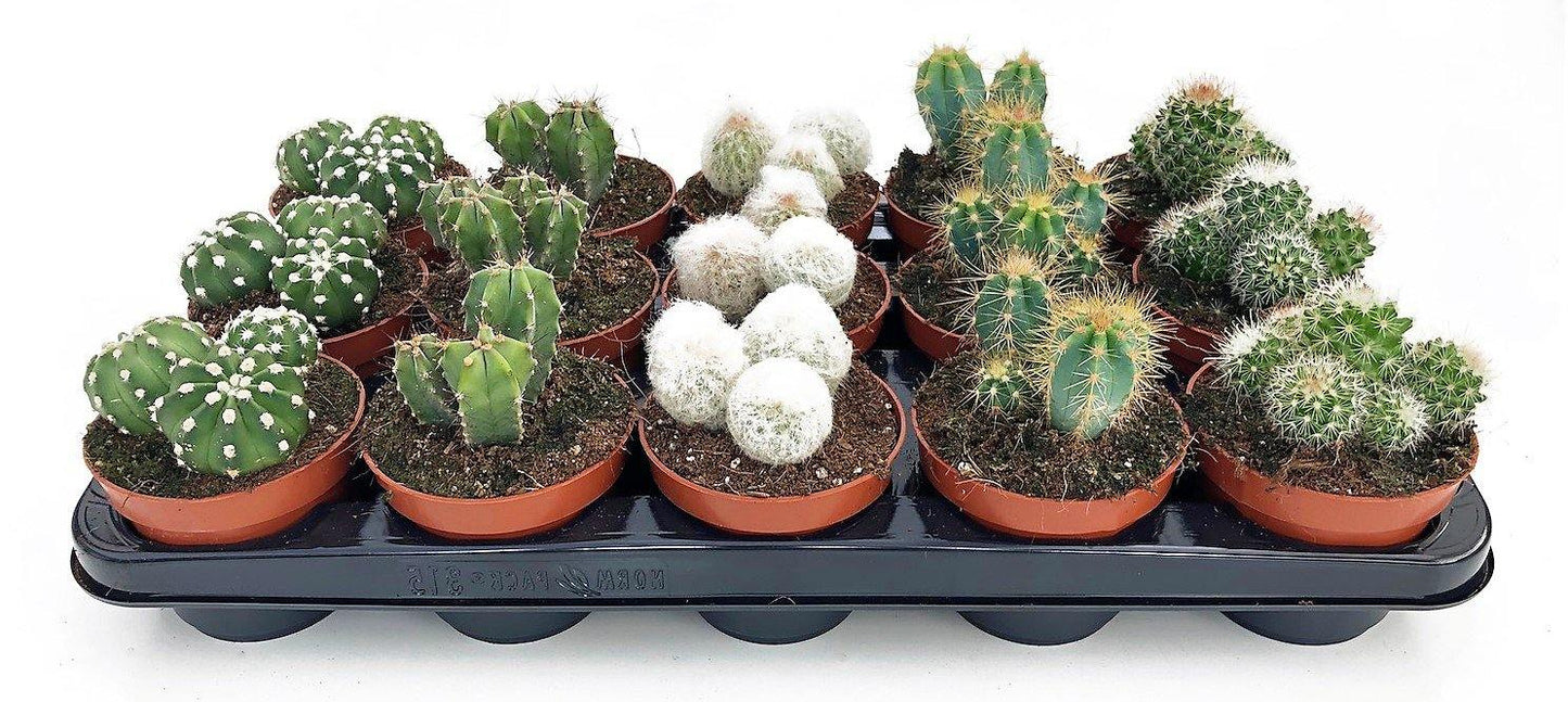 Cactus Mix - www.FOP.ae Buy online Best and Healthy Plants and quality products guarantee in Dubai Plants Shop in Dubai Abu Dhabi all over UAE Plants near me Fresh Plants in Dubai where to buy plants in UAE - FOP.ae