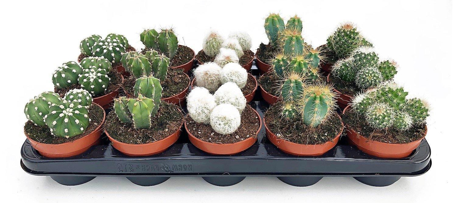 Cactus Mix - www.FOP.ae Buy online Best and Healthy Plants and quality products guarantee in Dubai Plants Shop in Dubai Abu Dhabi all over UAE Plants near me Fresh Plants in Dubai where to buy plants in UAE - FOP.ae