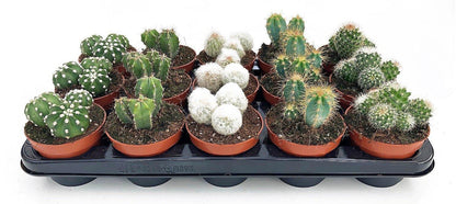 Cactus Mix - www.FOP.ae Buy online Best and Healthy Plants and quality products guarantee in Dubai Plants Shop in Dubai Abu Dhabi all over UAE Plants near me Fresh Plants in Dubai where to buy plants in UAE - FOP.ae