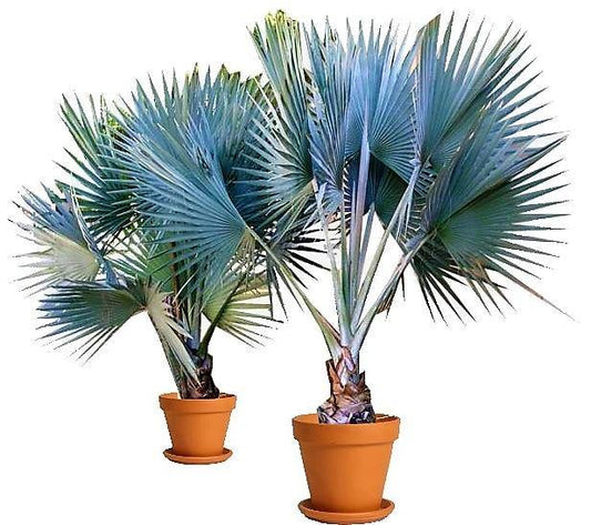 Mexican Blue Palm, Brahea Armata - www.FOP.ae Buy online Best and Healthy Plants and quality products guarantee in Dubai Plants Shop in Dubai Abu Dhabi all over UAE Plants near me Fresh Plants in Dubai where to buy plants in UAE - FOP.ae