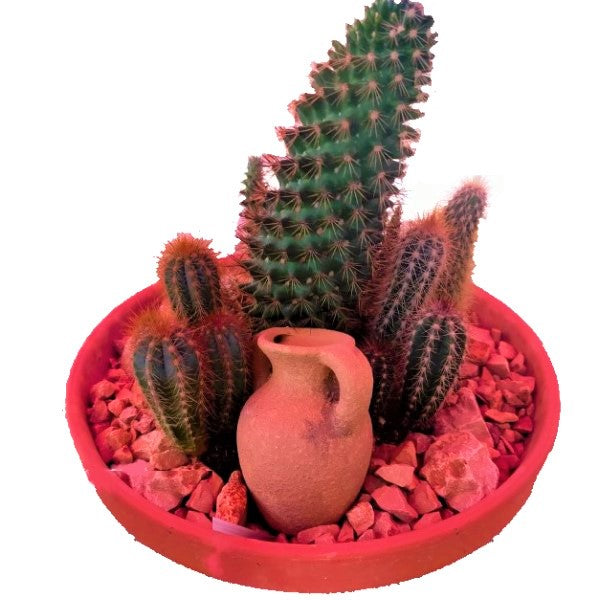 Cactus Outdoor - www.FOP.ae Buy online Best and Healthy Plants and quality products guarantee in Dubai Plants Shop in Dubai Abu Dhabi all over UAE Plants near me Fresh Plants in Dubai where to buy plants in UAE - FOP.ae