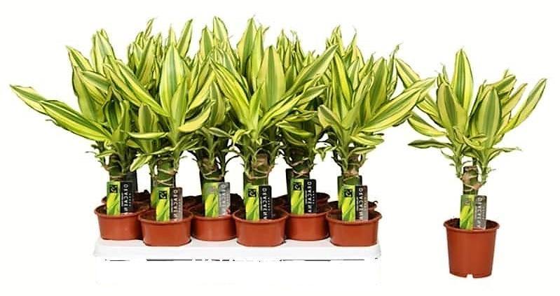 Dracaena Fragrans, Yellow Coast - www.FOP.ae Buy online Best and Healthy Plants and quality products guarantee in Dubai Plants Shop in Dubai Abu Dhabi all over UAE Plants near me Fresh Plants in Dubai where to buy plants in UAE - FOP.ae