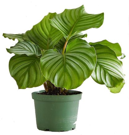 Calathea Orbifolia - www.FOP.ae Buy online Best and Healthy Plants and quality products guarantee in Dubai Plants Shop in Dubai Abu Dhabi all over UAE Plants near me Fresh Plants in Dubai where to buy plants in UAE - FOP.ae