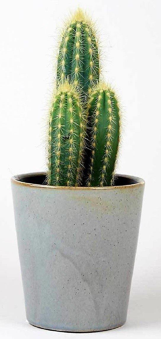 Echino Cactus - www.FOP.ae Buy online Best and Healthy Plants and quality products guarantee in Dubai Plants Shop in Dubai Abu Dhabi all over UAE Plants near me Fresh Plants in Dubai where to buy plants in UAE - FOP.ae