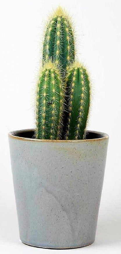 Echino Cactus - www.FOP.ae Buy online Best and Healthy Plants and quality products guarantee in Dubai Plants Shop in Dubai Abu Dhabi all over UAE Plants near me Fresh Plants in Dubai where to buy plants in UAE - FOP.ae