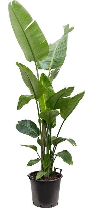 Bird of Paradise, Strelitzia Nicolai - www.FOP.ae Buy online Best and Healthy Plants and quality products guarantee in Dubai Plants Shop in Dubai Abu Dhabi all over UAE Plants near me Fresh Plants in Dubai where to buy plants in UAE - FOP.ae