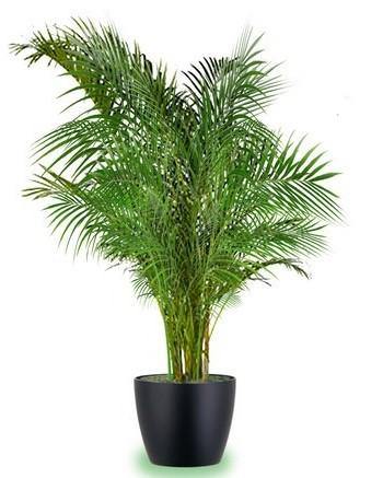 Areca Palm , Chrysalidocarpus lutescens (Indoor) - www.FOP.ae Buy online Best and Healthy Plants and quality products guarantee in Dubai Plants Shop in Dubai Abu Dhabi all over UAE Plants near me Fresh Plants in Dubai where to buy plants in UAE - FOP.ae