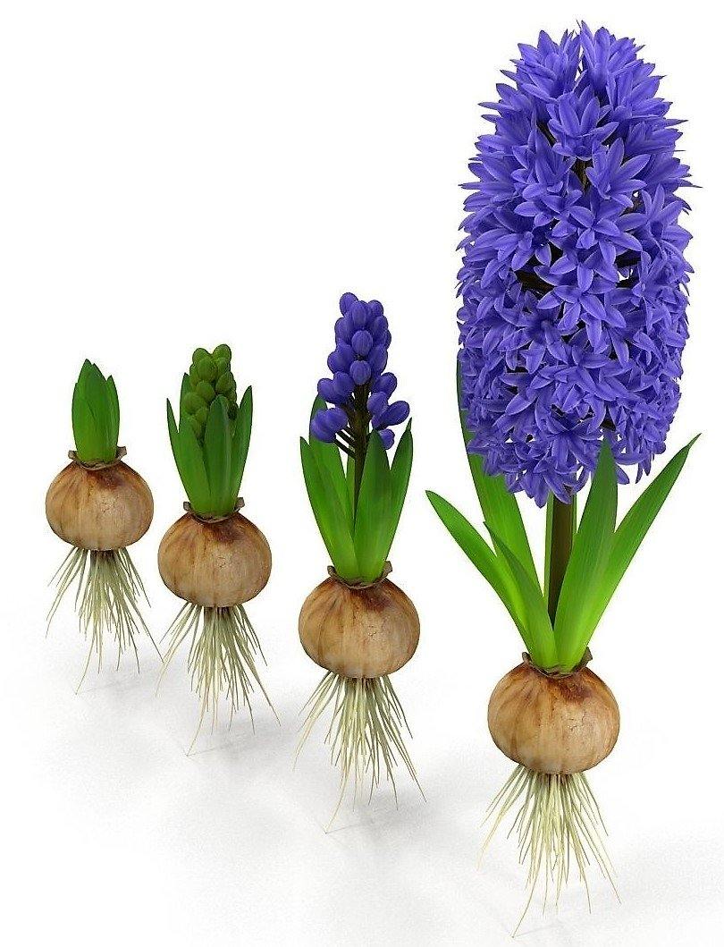 Hyacinth Bulb Fragrance - www.FOP.ae Buy online Best and Healthy Plants and quality products guarantee in Dubai Plants Shop in Dubai Abu Dhabi all over UAE Plants near me Fresh Plants in Dubai where to buy plants in UAE - FOP.ae