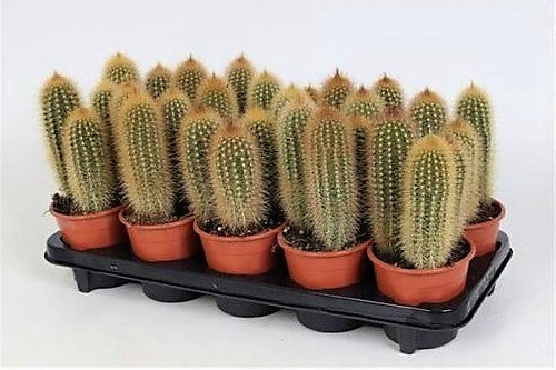 Pachy Cactus - www.FOP.ae Buy online Best and Healthy Plants and quality products guarantee in Dubai Plants Shop in Dubai Abu Dhabi all over UAE Plants near me Fresh Plants in Dubai where to buy plants in UAE - FOP.ae